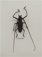 藏品(天牛科(六)外國)的圖片